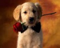 /album/fotogaleria-imagenes-para-chichas/images-5-jpg3/
